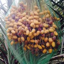 فروش کیسه محافظ خرما در خراسان